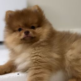 Boy 2 - Pomeranian puppy in Abilene, Texas from Blessedpoms