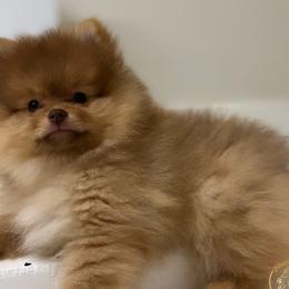 Boy 2 - Pomeranian puppy in Abilene, Texas from Blessedpoms