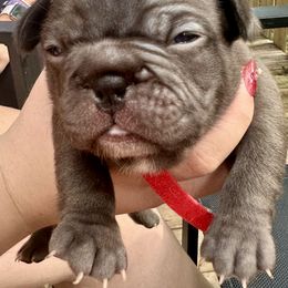 French Bulldog Puppies from Hope Mountain French Bulldogs