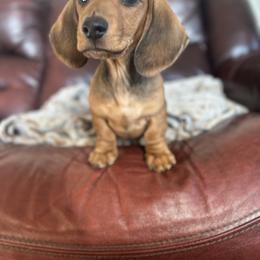 Dachshund Puppies from Steadfast station, mini dachshunds