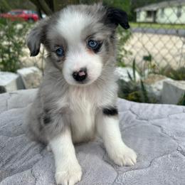Boy 3 - Blue merle male Miniature Australian Shepherd puppy in Hokes Bluff, Alabama from Alegria Toy Aussies