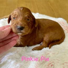 Pinkie Pie- Lt.Pink - Red  female Goldendoodle puppy in Bay City, Texas from Charming Doods Goldendoodles