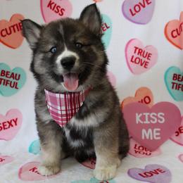 Maroon - Agouti and white female Siberian Husky puppy in York, Pennsylvania from Spalla Pups