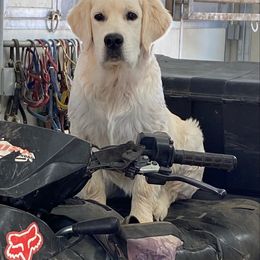 Golden Retriever Puppies from 24 KT GOLDEN’S