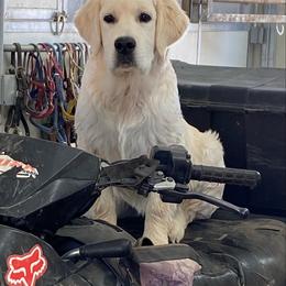 Golden Retriever Puppies from 24 KT GOLDEN’S