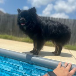 Maggie - Pomeranian