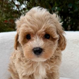 Martin - Parti male Maltipoo puppy in Charles City, Virginia from Historic triangle doodles Charles City, Virginia