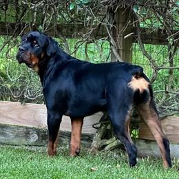 Rottweiler Puppies from Iron Clad Rottweiler