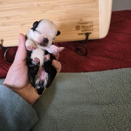 Girl 1 - Brindle female Pug puppy in Auburn, Kentucky from Prentice Family Pugs, Bugs & Corgis