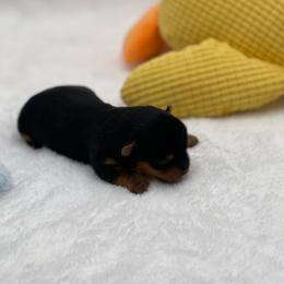 Waylon- 1500 - Black and tan male Yorkshire Terrier puppy in Douglas, Georgia from Heartland small breeds