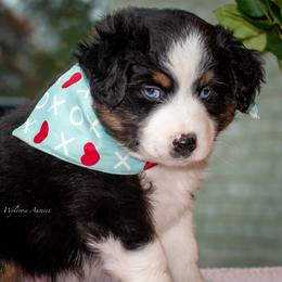 Rudy - Black tri-color male Australian Shepherd puppy in Decatur, Texas from Wyldrose Australian Shepherds