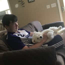 Samoyed Puppies from Kenjo Samoyeds