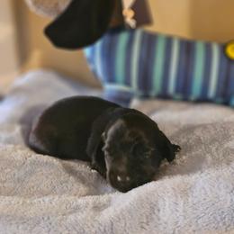 Black Female - Black female Dachshund puppy in Trade, Tennessee from TN Miniature Dachshunds & Basset Hounds