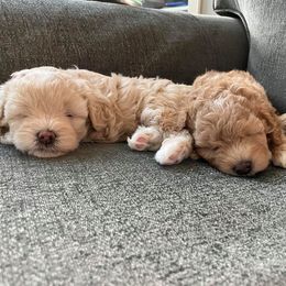 Shihpoo Puppies from Nell’s Doodle & Dolls