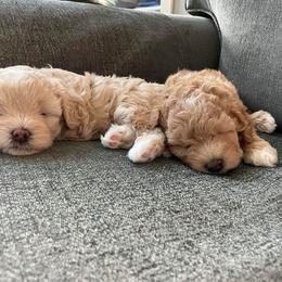 Shihpoo Puppies from Nell’s Doodle & Dolls