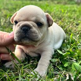 Sally - Cream female French Bulldog puppy in Elmore City, Oklahoma from OK America Kennels