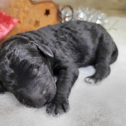 Rita - Black female Goldendoodle puppy in Woodburn, Indiana from DNLS Doodle Puppies