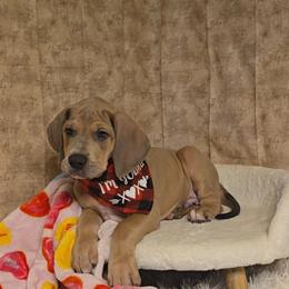 Igor - Blue male Great Dane puppy in Caldwell, Idaho from Miner's Dynamic Danes