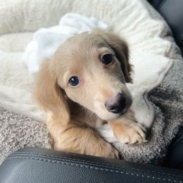 Ollie - Cream male Dachshund puppy in Haslet, Texas from AG Dachshunds