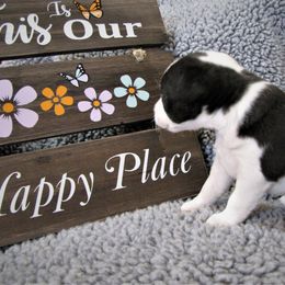 Jack Russell Terrier Puppies from Spritely Jack Russell Terriers