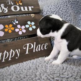 Jack Russell Terrier Puppies from Spritely Jack Russell Terriers