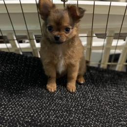 Chihuahua Puppies from Mystic Angels Chihuahuas