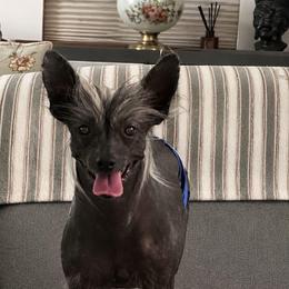 Leo - Slate male Chinese Crested puppy in Rockvale, Tennessee from Cosmic Chinese Cresteds & Wind-Echo Poodles