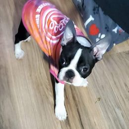 Boston Terrier Puppies from Big Sky Bostons