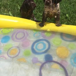 German Shorthaired Pointer Puppies from Filipiak Breeders