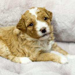 Hope - Yellow and white female Bernedoodle puppy in Henry, Illinois from Rowe Farms Doodles