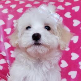 Girl 3 - female Maltipoo puppy in Crestview, Florida from Little Cupcakes and Little Pumpkins Maltipoos