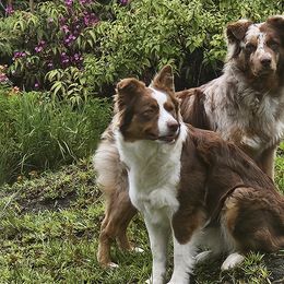 Australian Shepherds from Strawberry Moon Aussies
