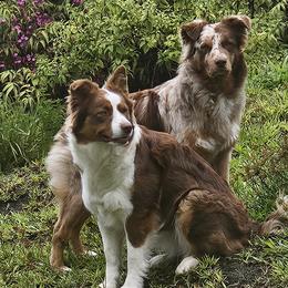 Australian Shepherds from Strawberry Moon Aussies