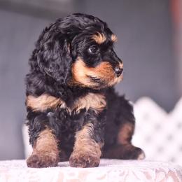 White - Phantom female Bernedoodle puppy in Macomb, Oklahoma from Fife and Wife Ranch LLC
