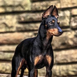 Ryder - Manchester Terrier