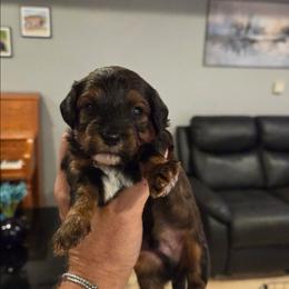 Boy 2 - Black & tan tri-color male Maltipoo puppy in Everett, Washington from Meadows Ranch