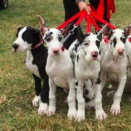 Great Dane Puppies from Ohana Danes