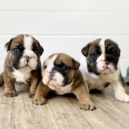 Bulldog Puppies from Fields’ Folly