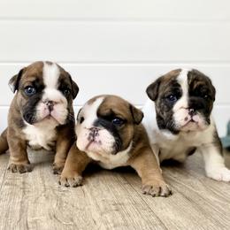 Bulldog Puppies from Fields’ Folly