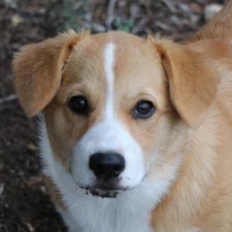 Pembroke Welsh Corgis from Corgi Connection of Central Texas