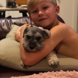 Miniature Schnauzer Puppies from Pierhaus Minature Schnauzers