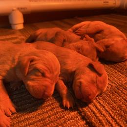 Girl 5 - Golden rust female Vizsla puppy in Riverview, Indiana from Kismet Vizslas