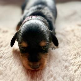 Alvie - Black and tan male Dachshund puppy in Nashville, Tennessee from Mini Browne Dachshunds