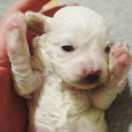 Meenie - White female Cavapoo puppy in Wentworth, Missouri from Newton County Cavaliers & Cavapoos LLC