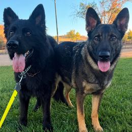 German Shepherd puppies from BlueStone K9