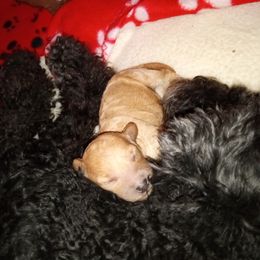 Goldendoodle and Poodle Puppies from Peace, Love, and Puppies at the Creek