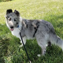 Shetland Sheepdogs from Spring Valley shelties