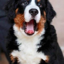Bernese Mountain Dog Puppies from Adirondack Berners