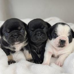 Pug puppies from Pug Envy