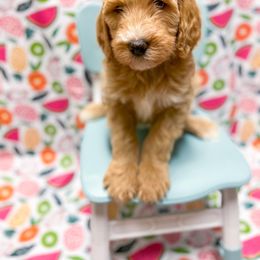 Kiwi - Goldendoodle puppy in Shreveport, Louisiana from Faith's Southern Goldendoodles